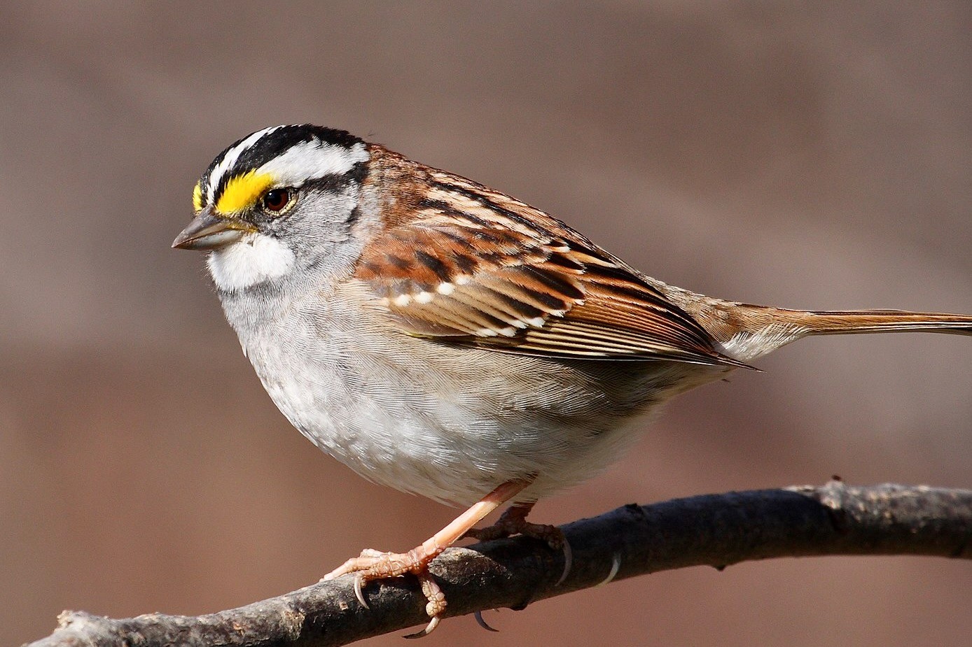 White-throated Sparrow (Zonotrichia albicollis), Cap Tourmente National Wildlife Area, Quebec, Canada. by Cephas is licensed under CC BY-SA 3.0.